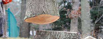 Professional Tree Removal in Walworth, WI