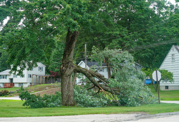 How Our Tree Care Process Works  in  Walworth, WI